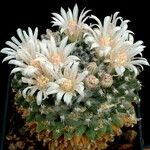 Mammillaria polyedra