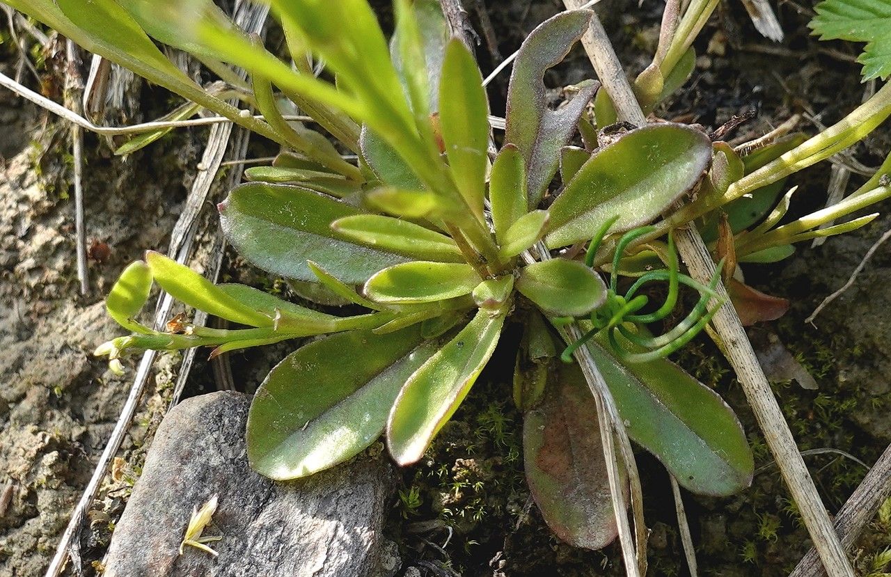 Polygala amarella leaf