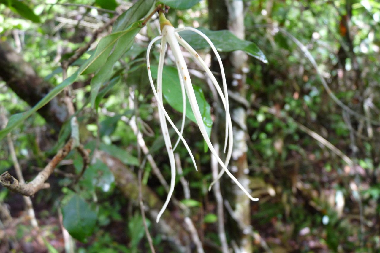 Xylopia acutiflora habit