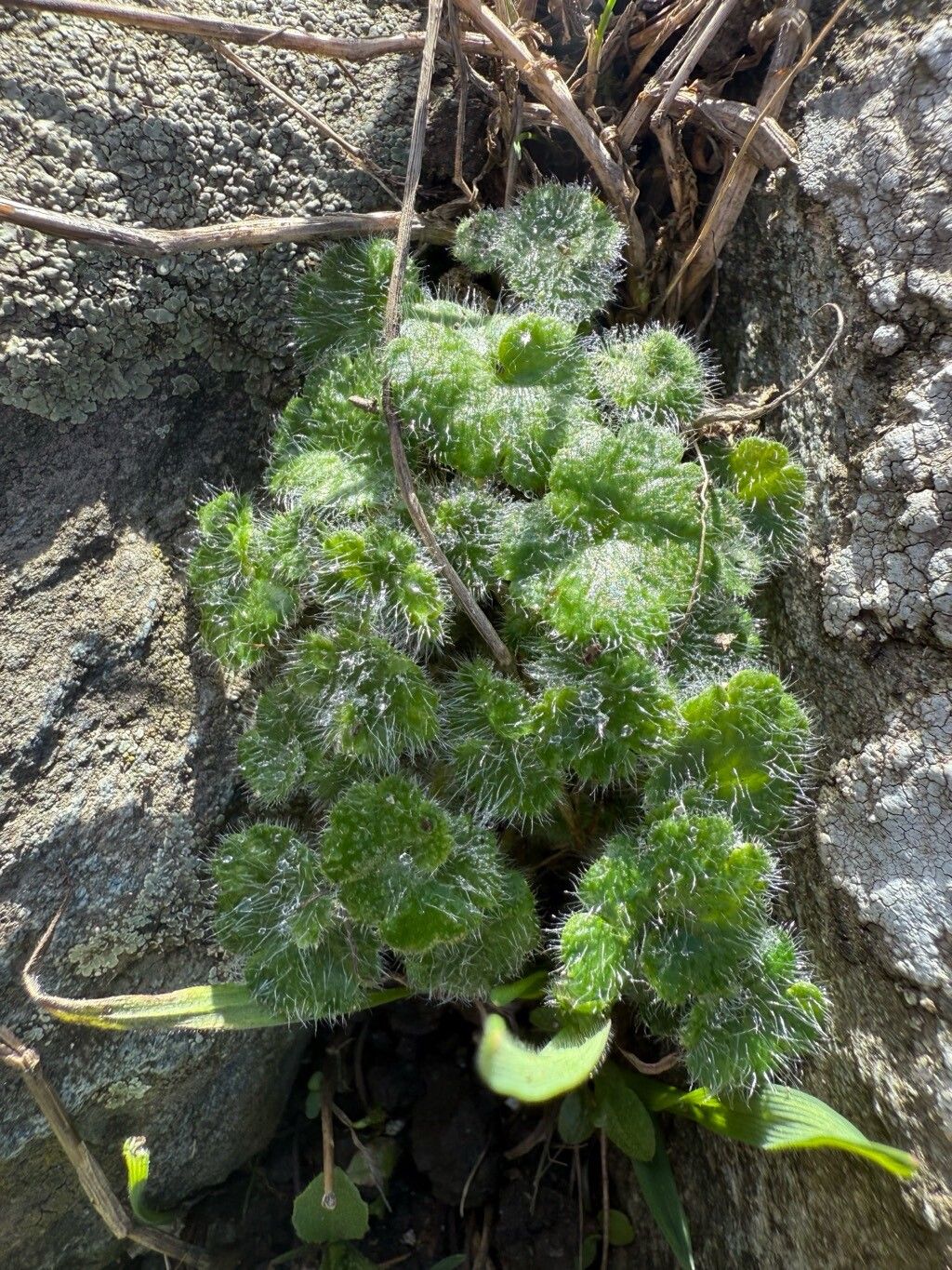 Ourisia sessilifolia — houseplant care guide