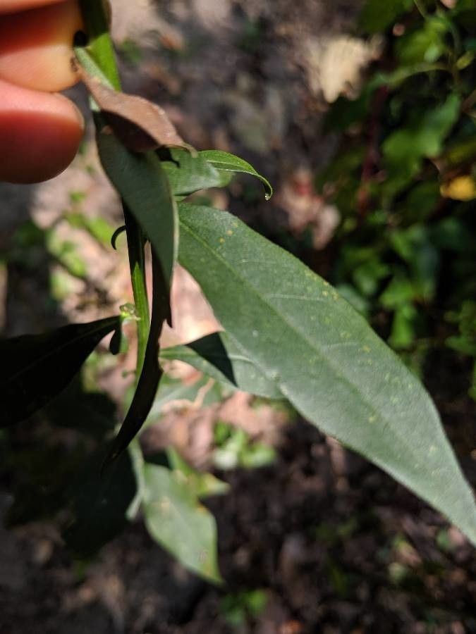 Solidago hispida — search result for 'Solidago'