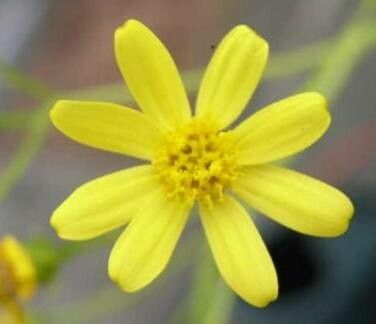 Senecio marnieri flower
