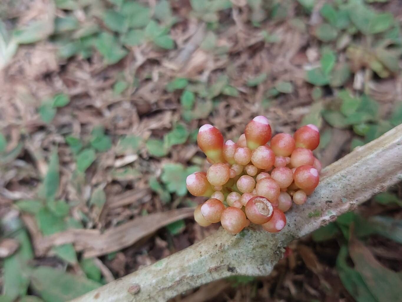Medinilla quadrangularis flower