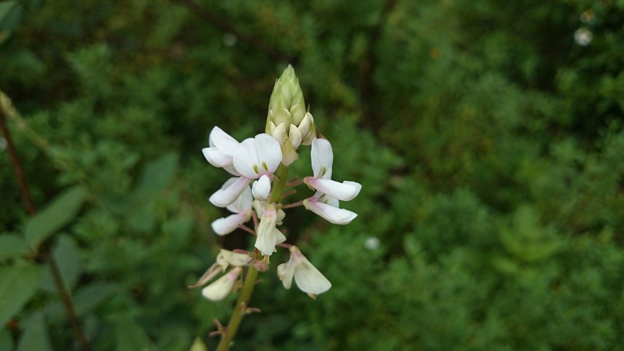 Desmodium lindheimeri — search result for 'Desmodium'