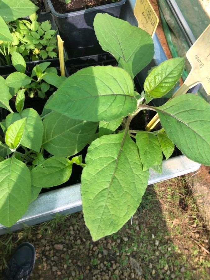 Valeriana phu — sleep aid houseplant