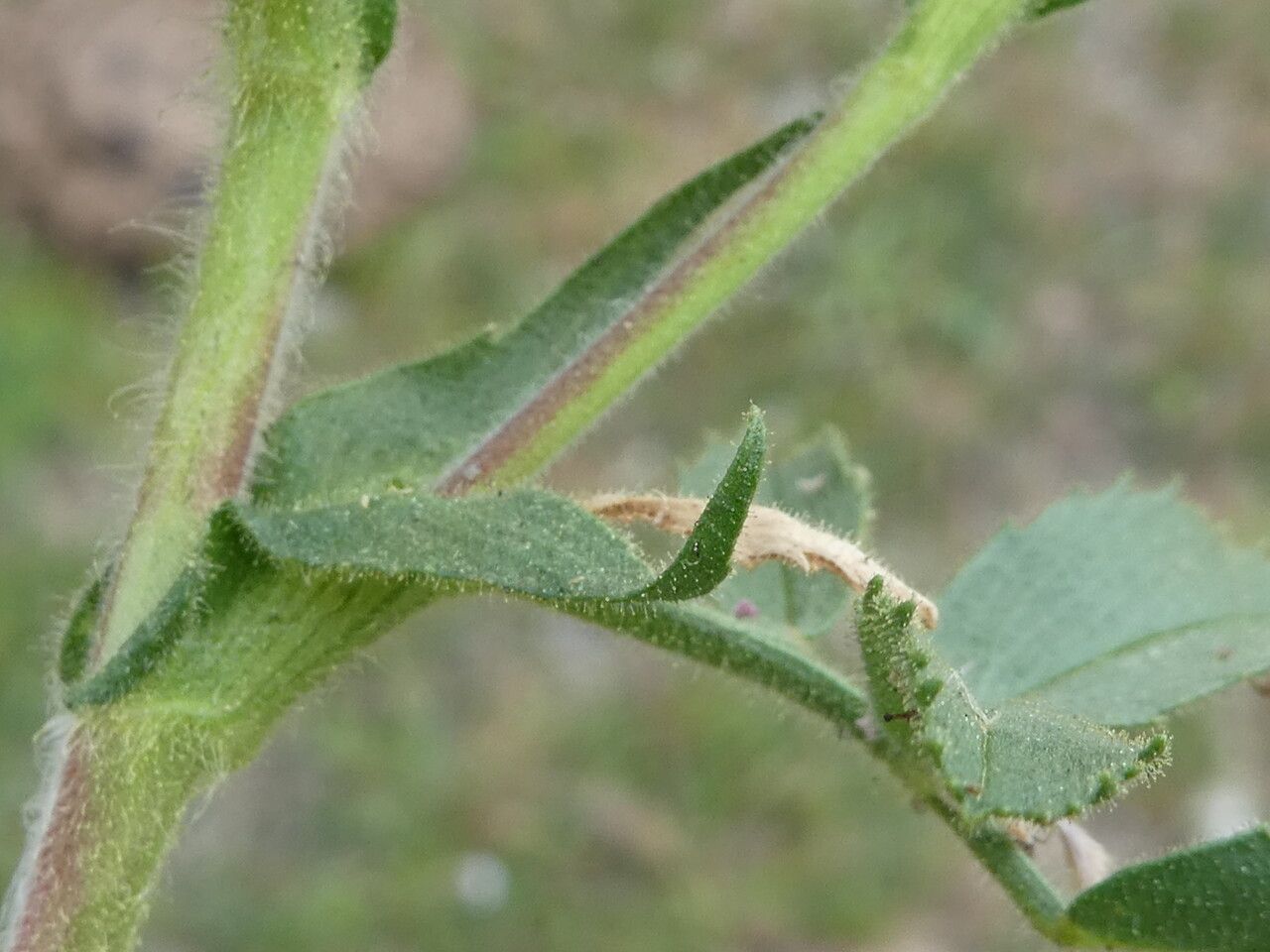 Ononis natrix — houseplant care guide