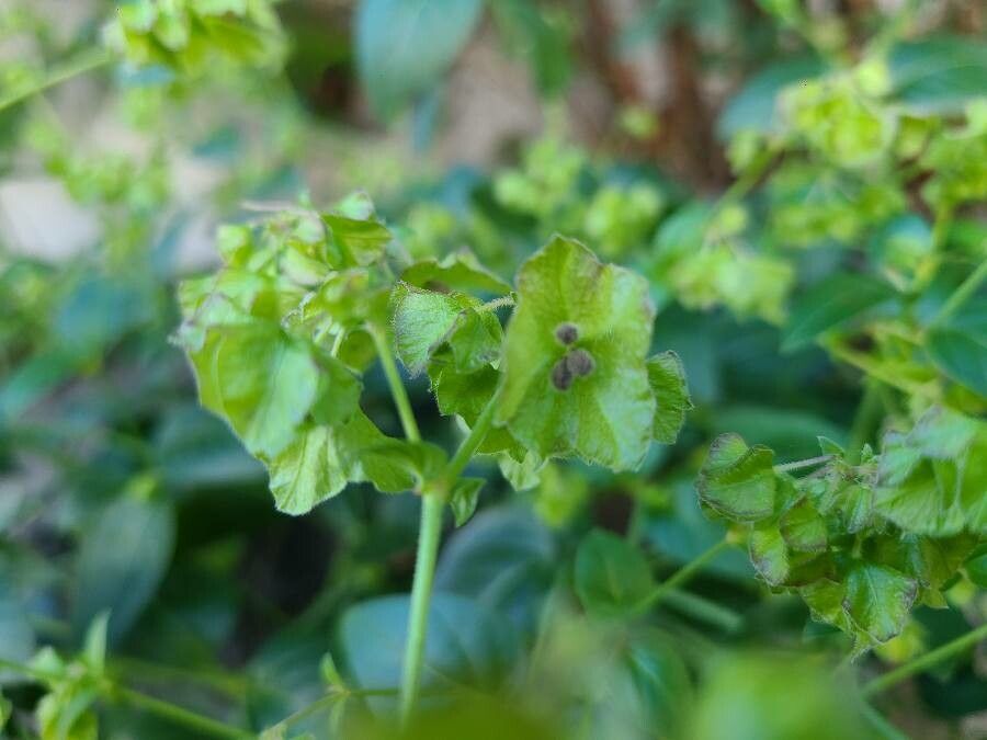 Oxybaphus nyctagineus other