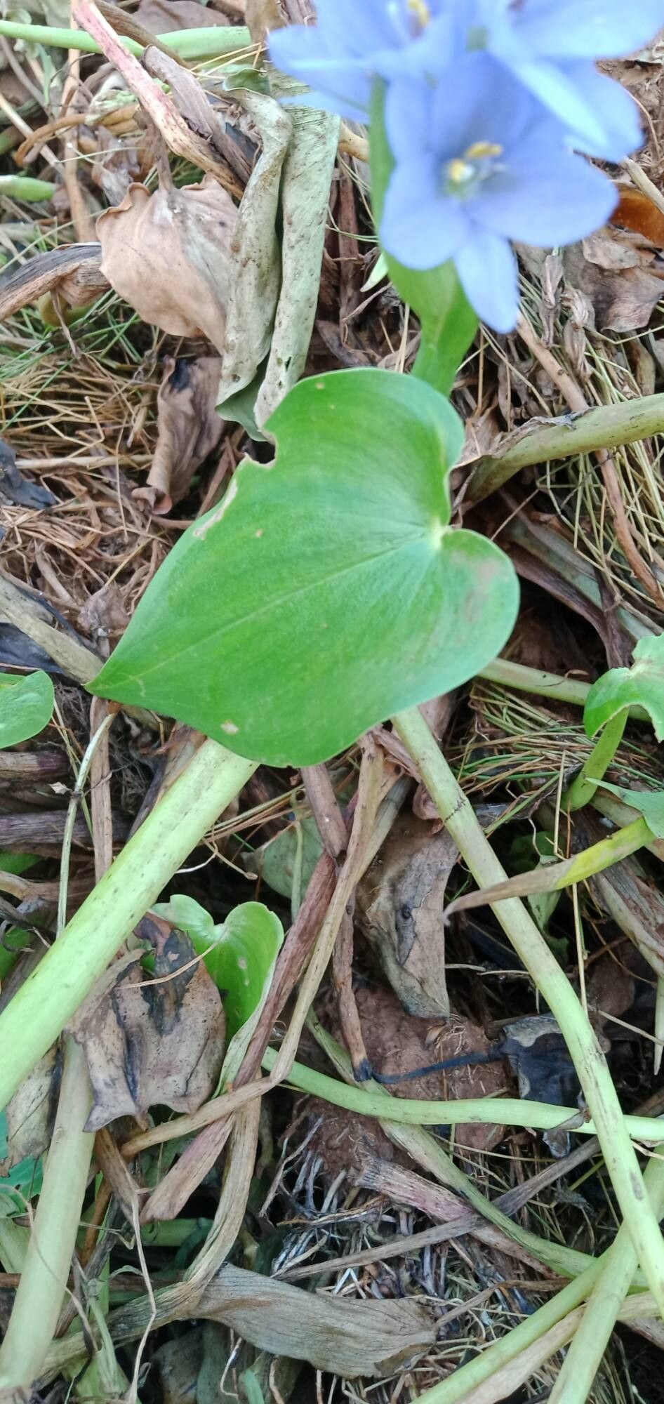 Pontederia hastata — search result for 'Pontederia'