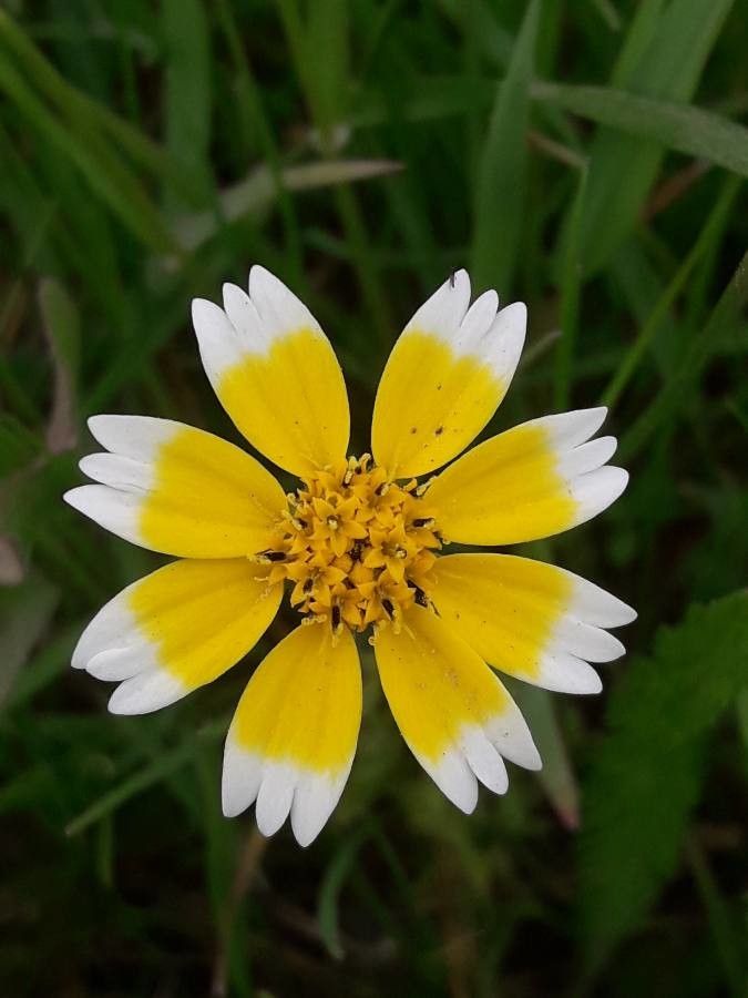 Layia fremontii — related species from the same genus