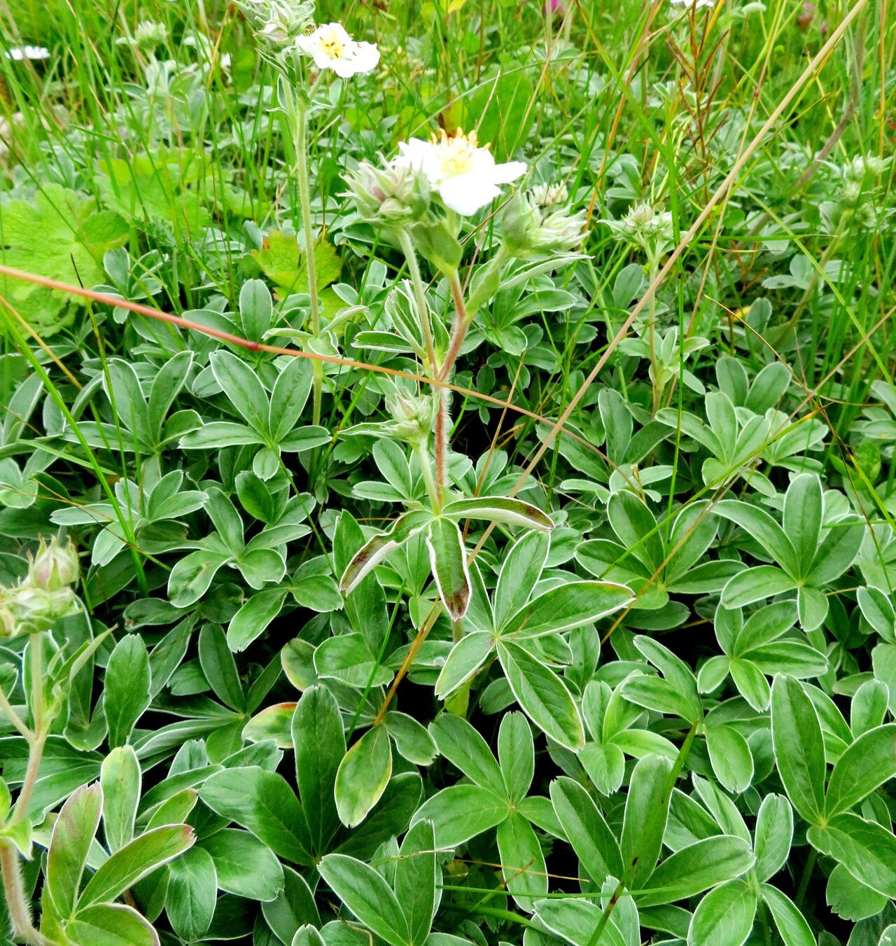 Potentilla geranioides — houseplant care guide