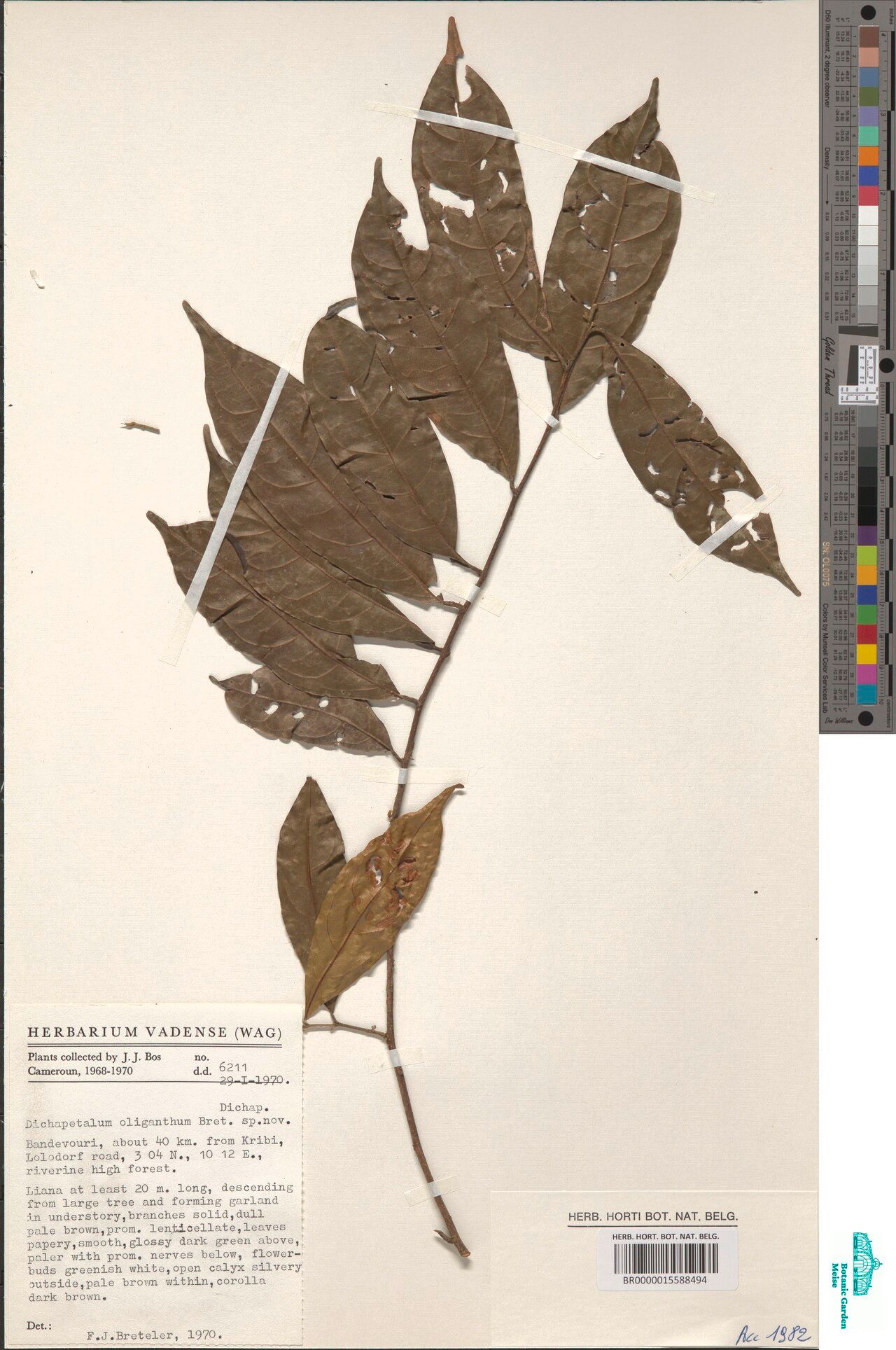 Dichapetalum oliganthum — houseplant care guide