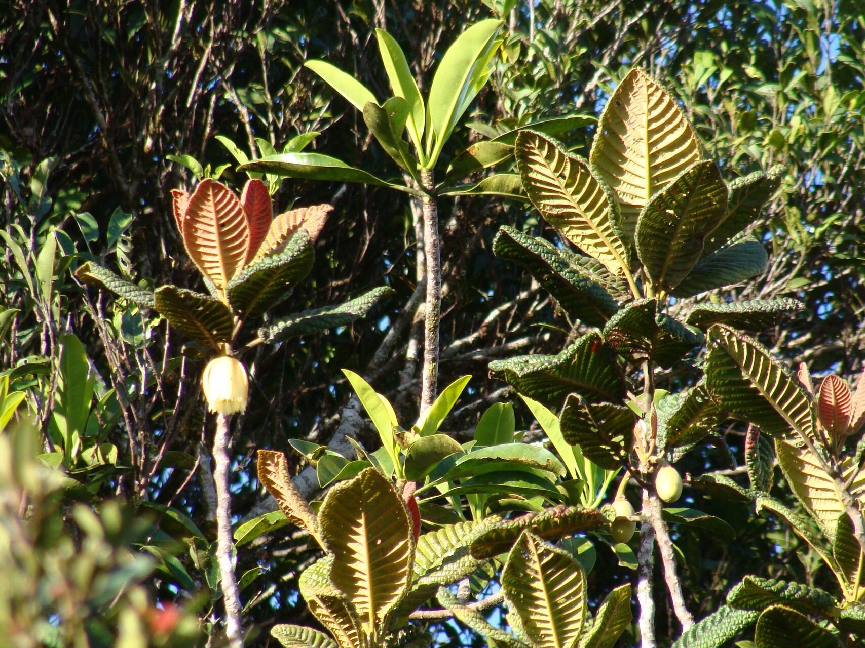 Elaeocarpus geminiflorus habit