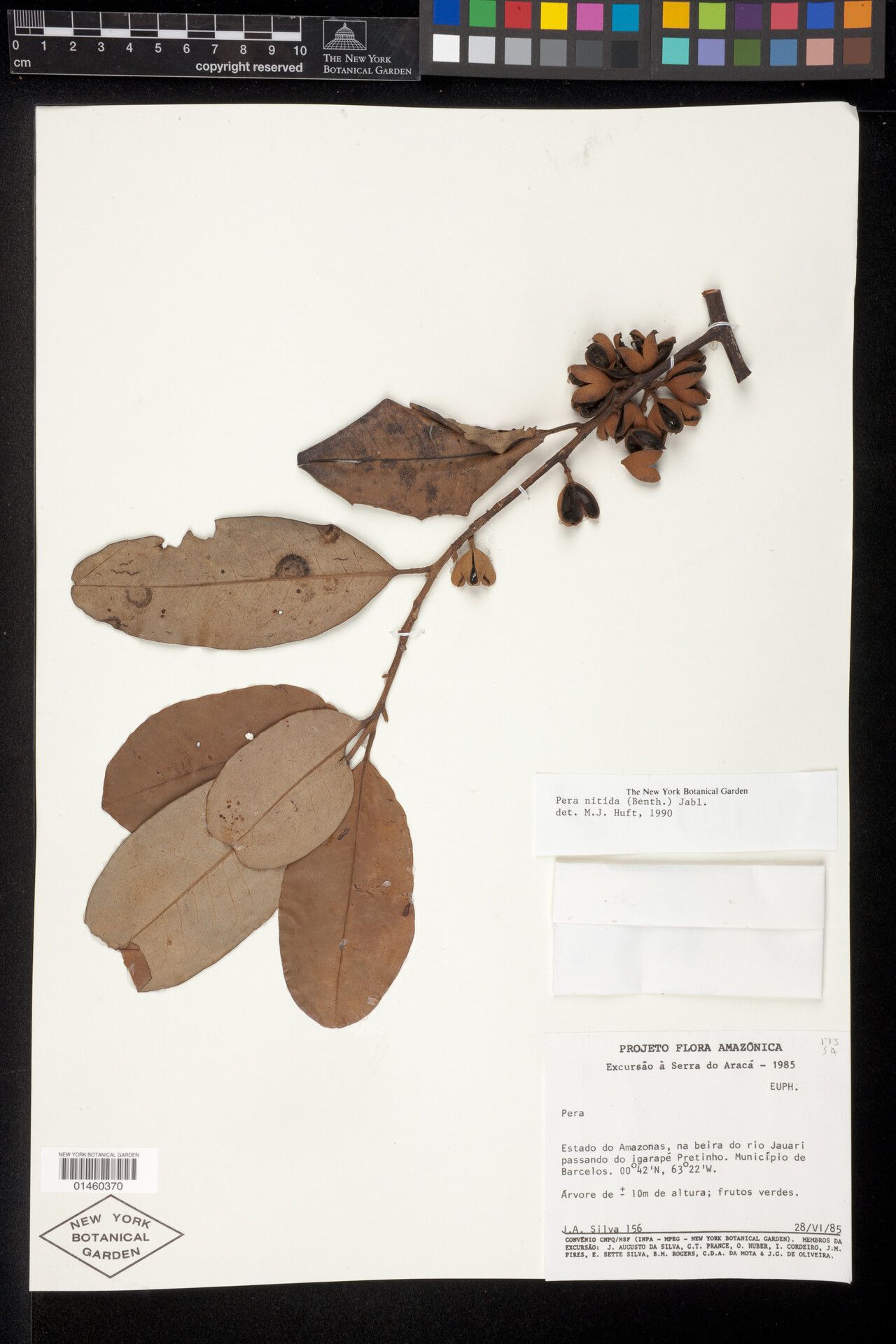 Pera decipiens fruit