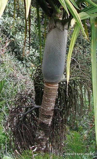 Basselinia humboldtiana bark