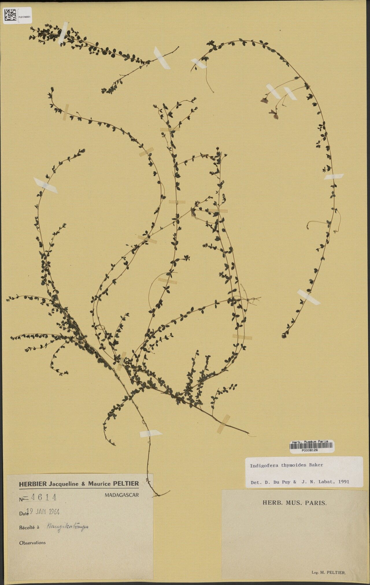 Indigofera thymoides — search result for 'Indigofera'