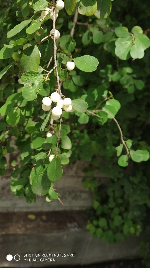 Flueggea leucopyrus fruit