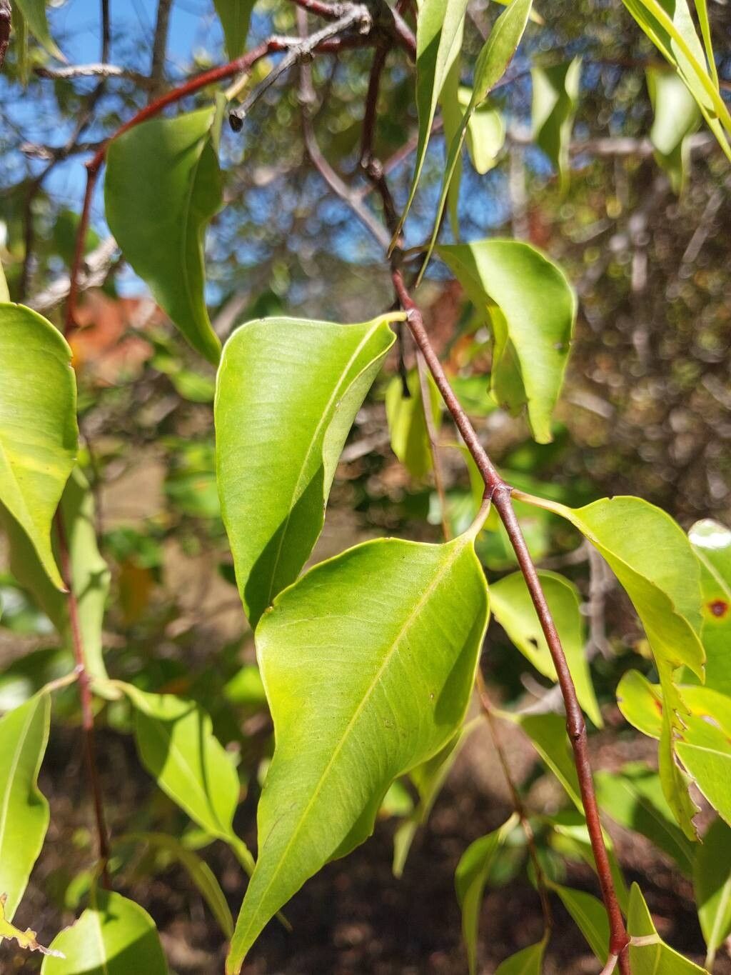 Stereospermum undatum — search result for 'Stereospermum'