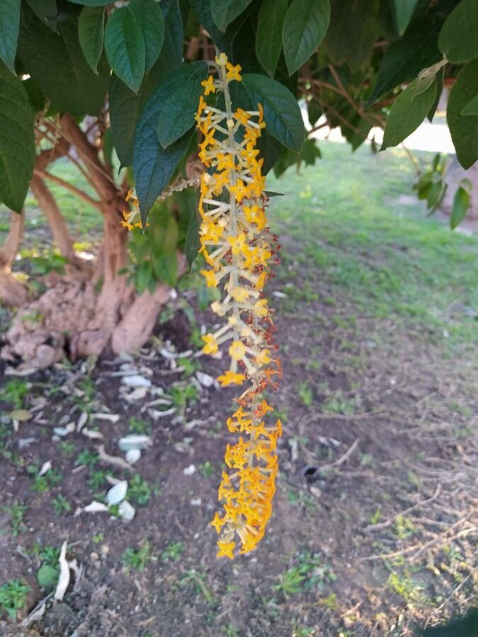 Buddleja madagascariensis flower