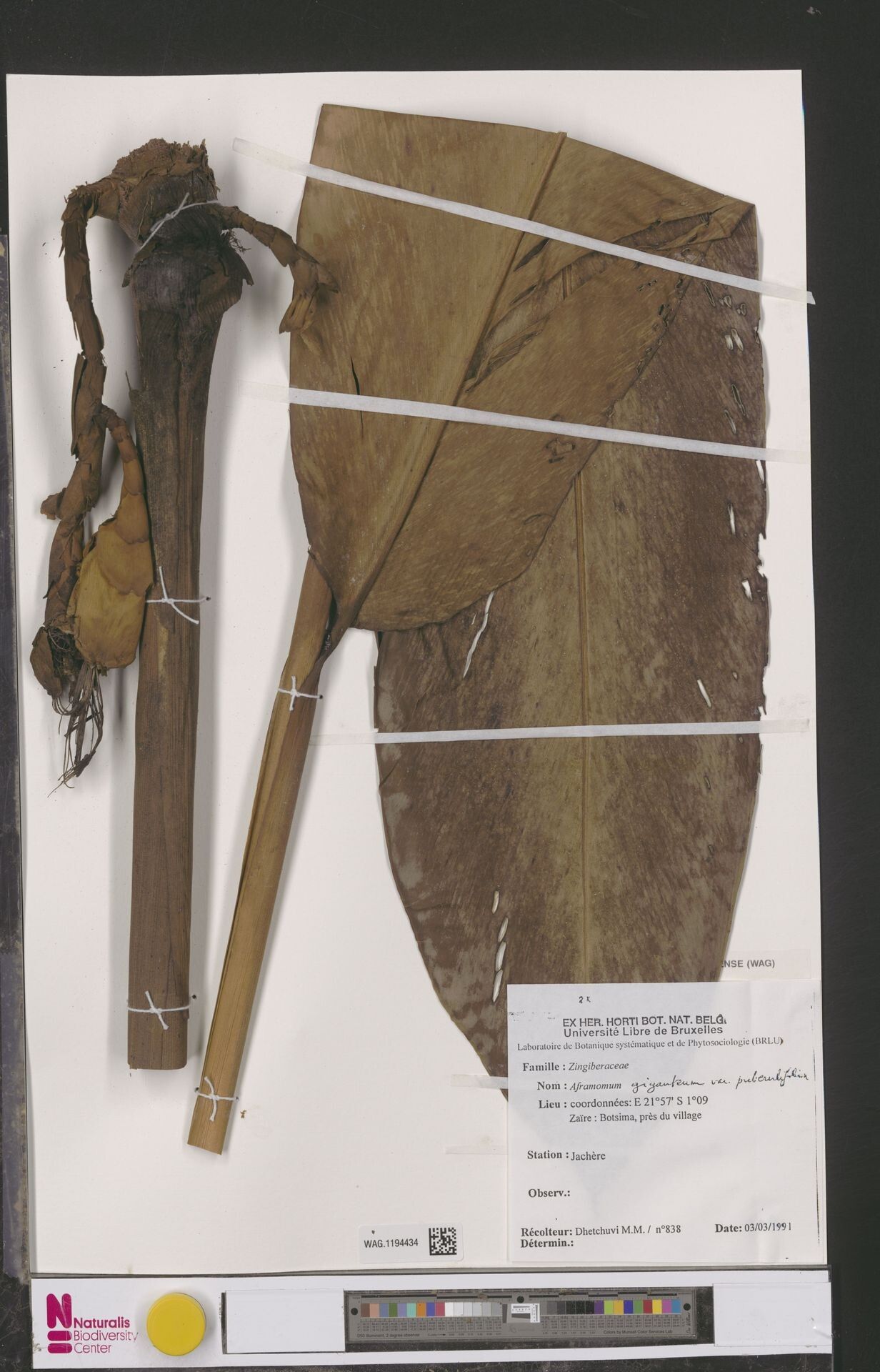 Aframomum hirsutum — houseplant care guide