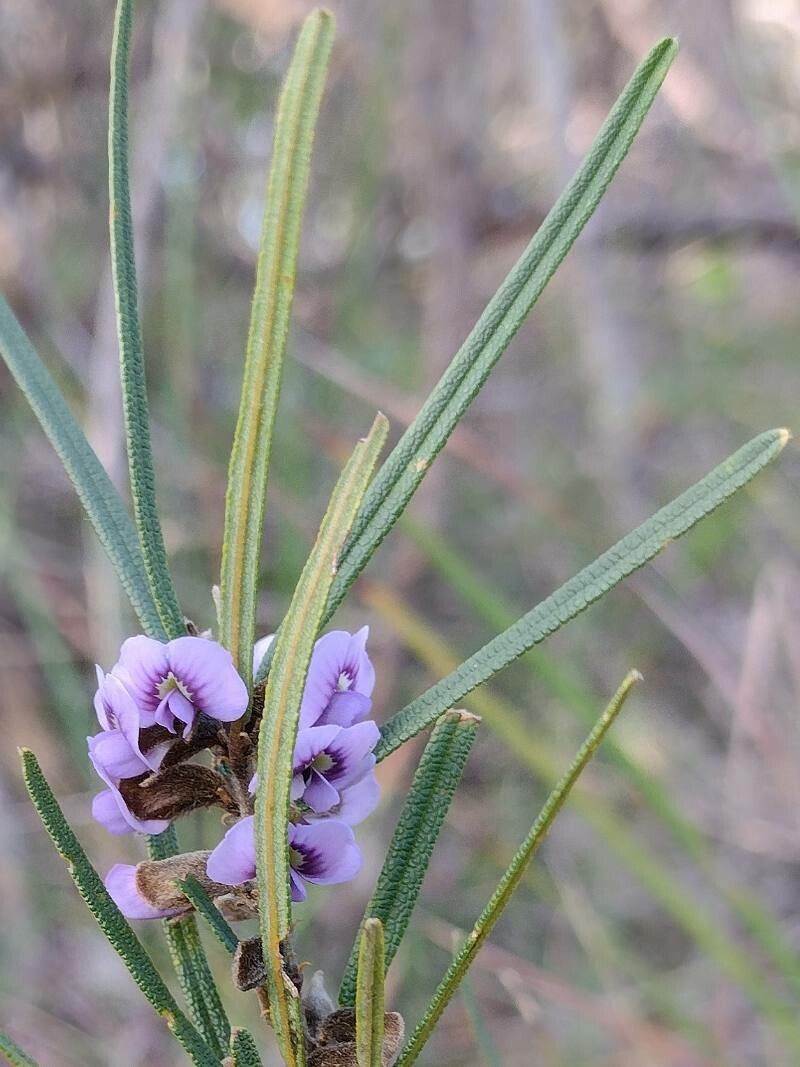 Hovea linearis — related species from the same genus
