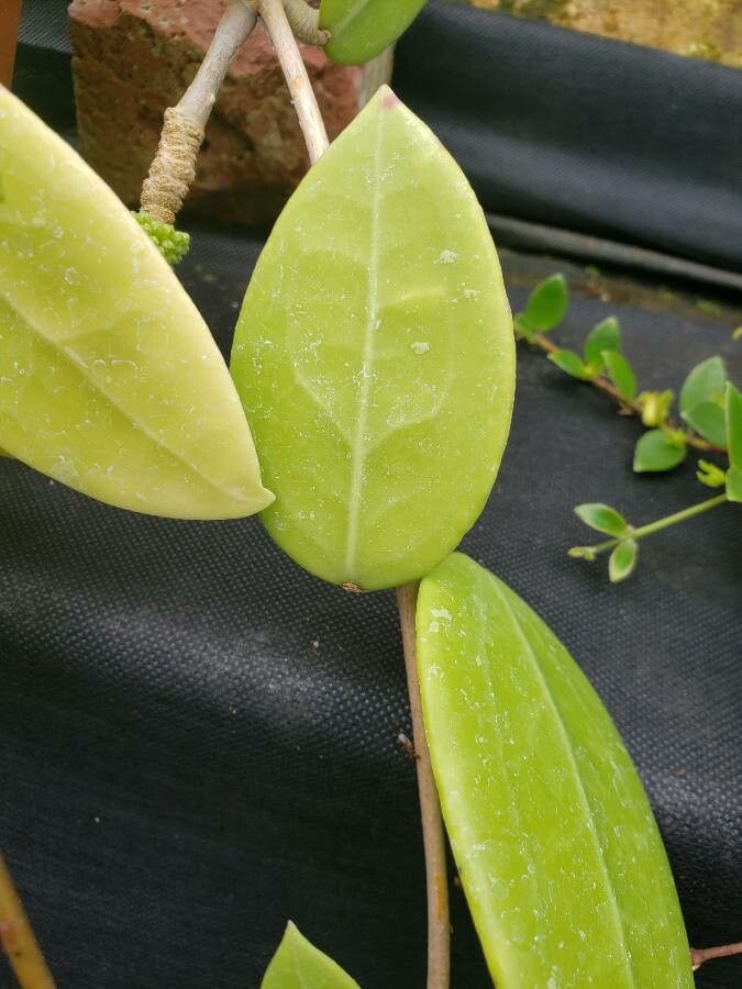 Hoya acuminata