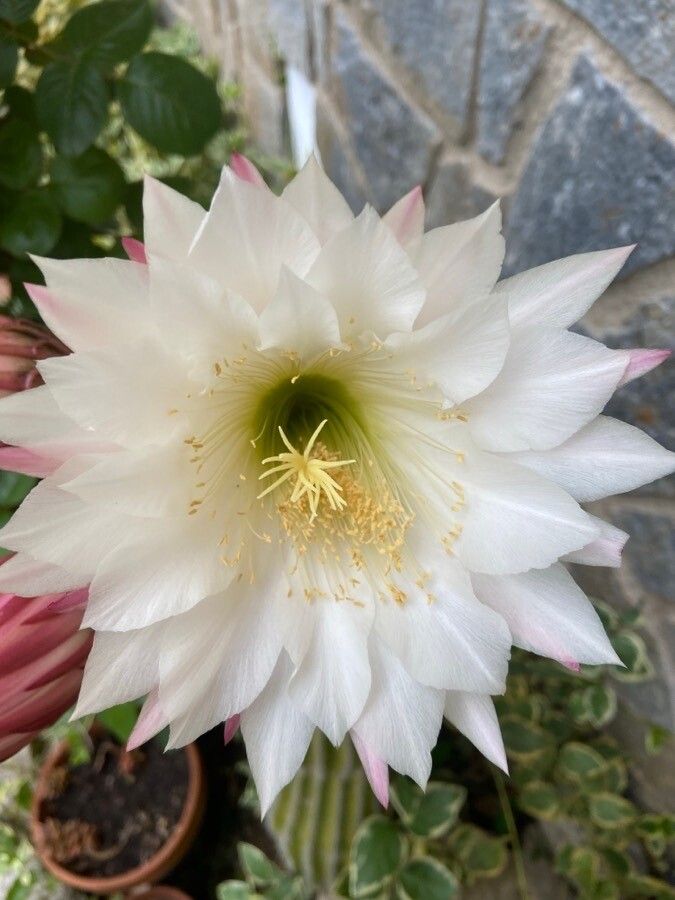 Echinopsis spachiana flower