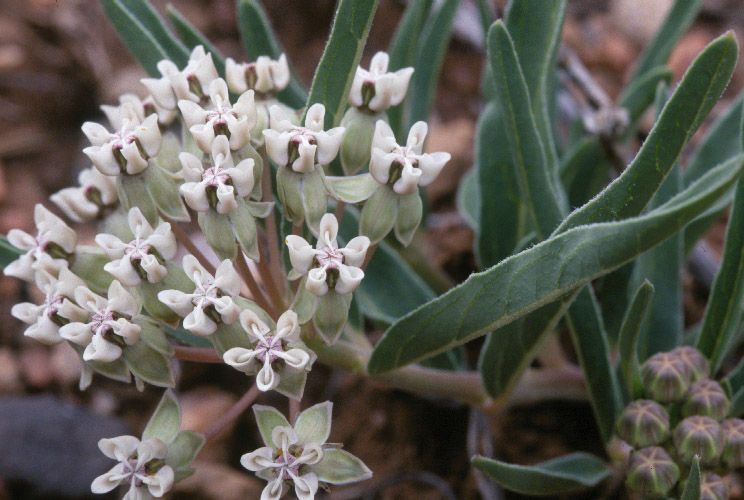 Asclepias involucrata flower