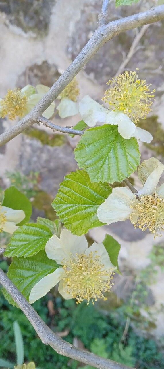 Parrotiopsis jacquemontiana leaf