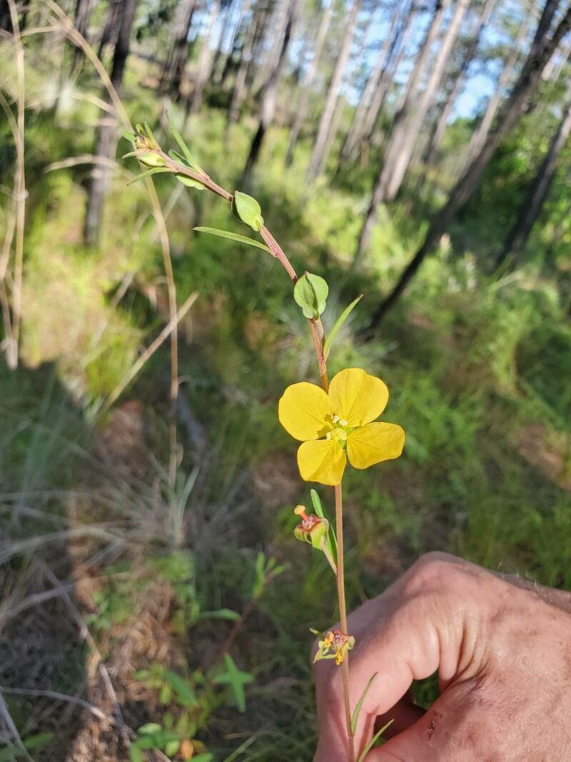 Ludwigia maritima — search result for 'Ludwigia'