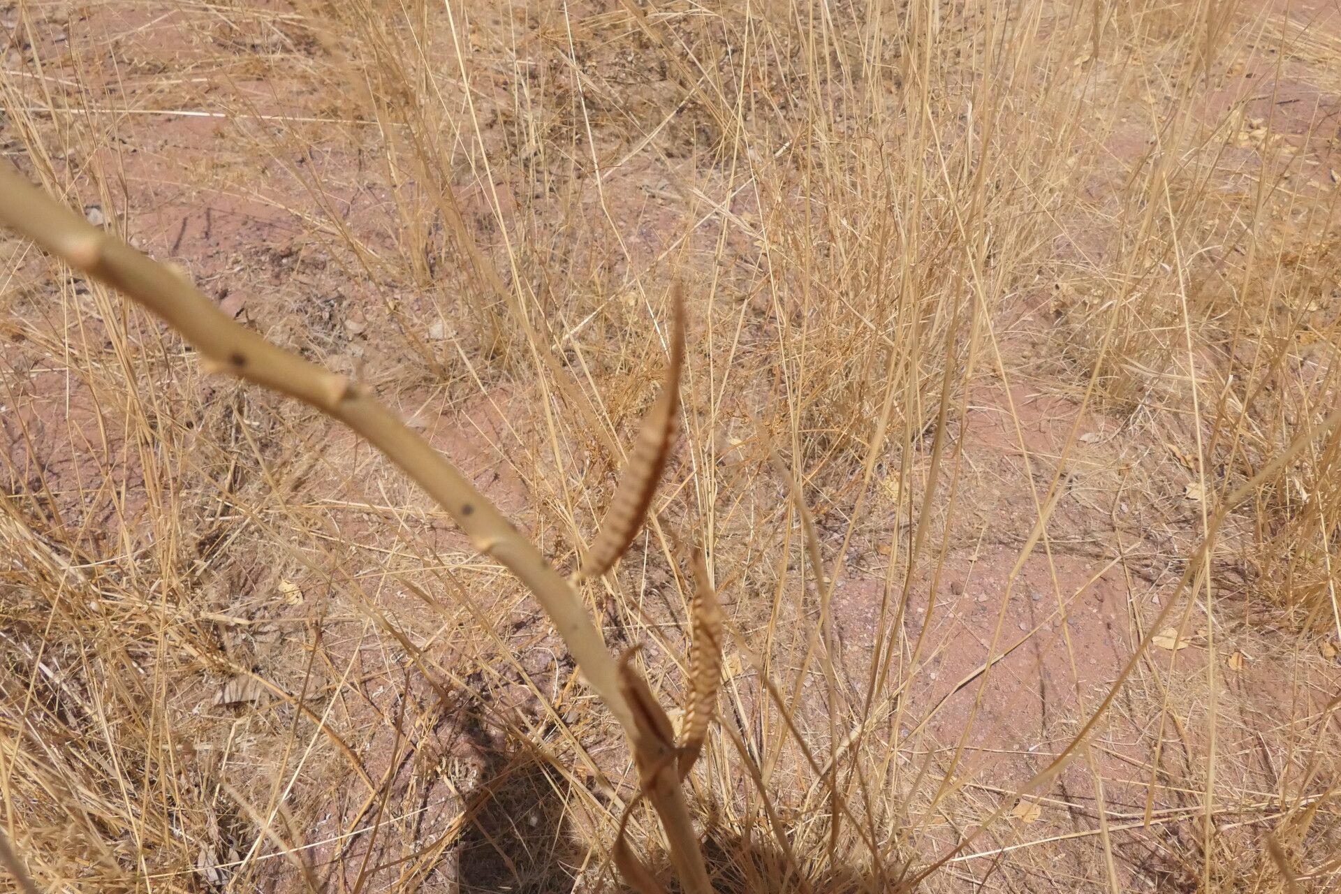 Sesbania sphaerocarpa bark