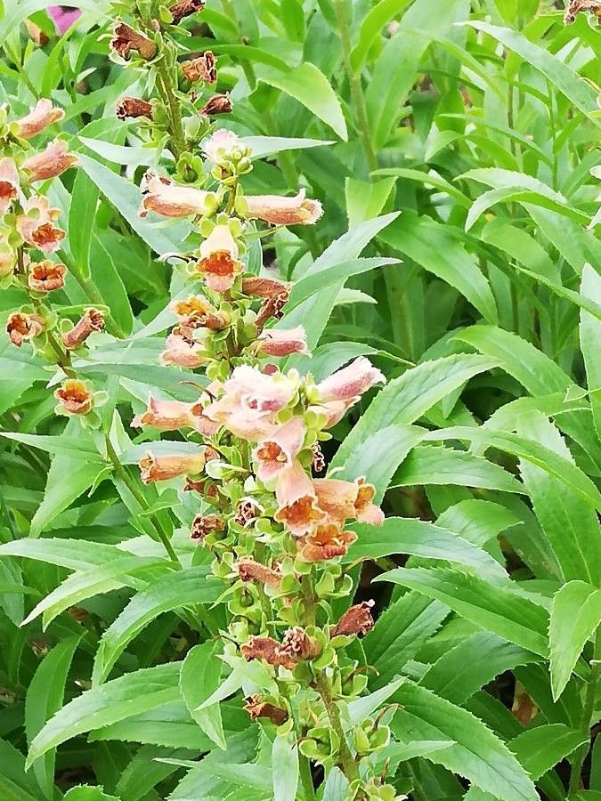 Digitalis ciliata flower