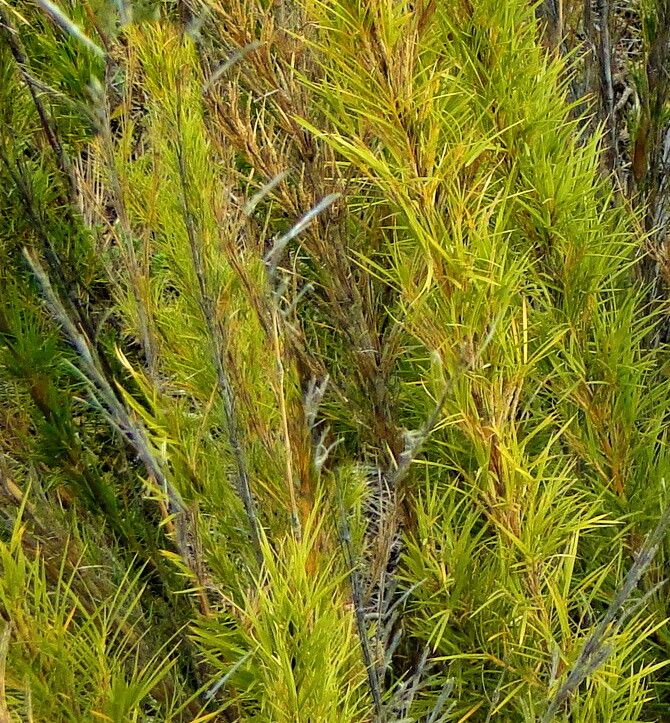 Chusquea pinifolia habit