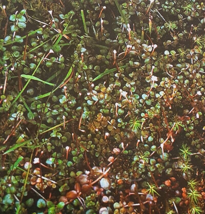 Epilobium nerterioides — search result for 'Epilobium'