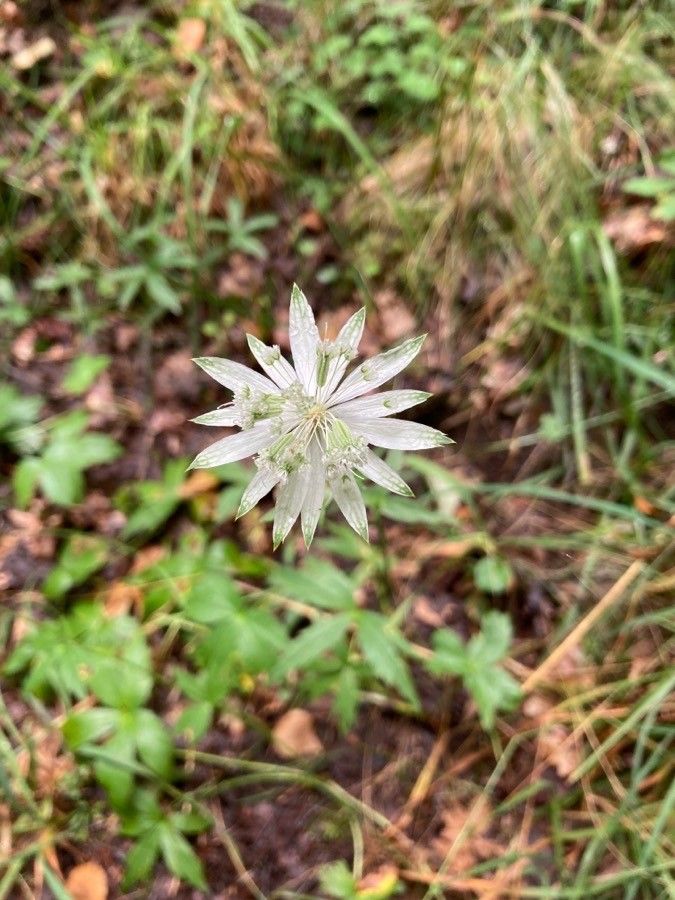 Astrantia bavarica flower
