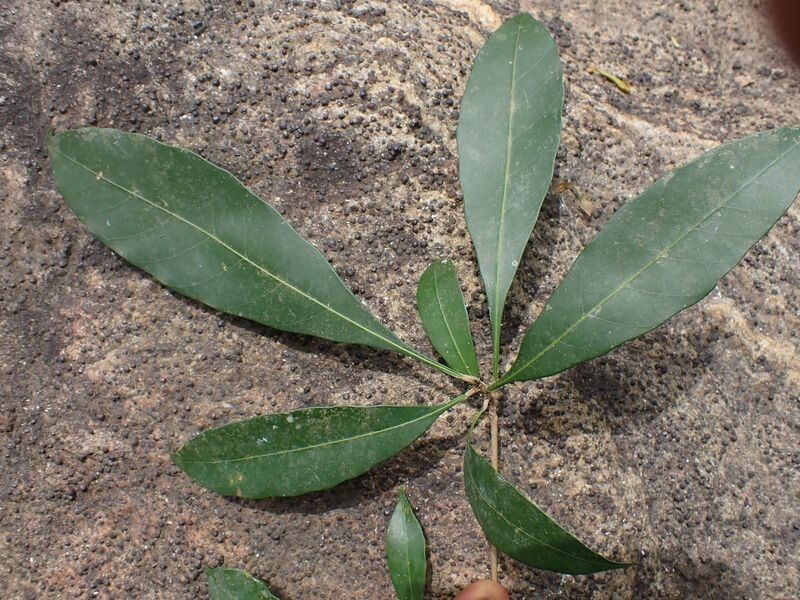 Synsepalum brevipes — houseplant care guide