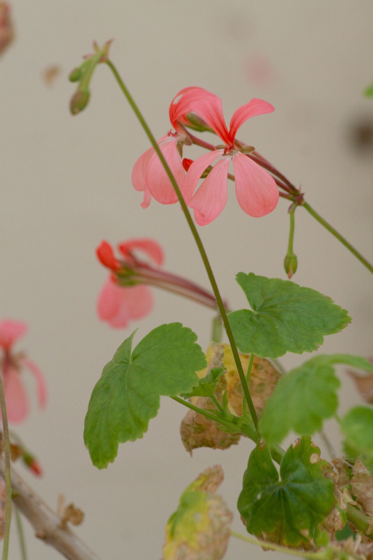 Pelargonium frutetorum — houseplant care guide