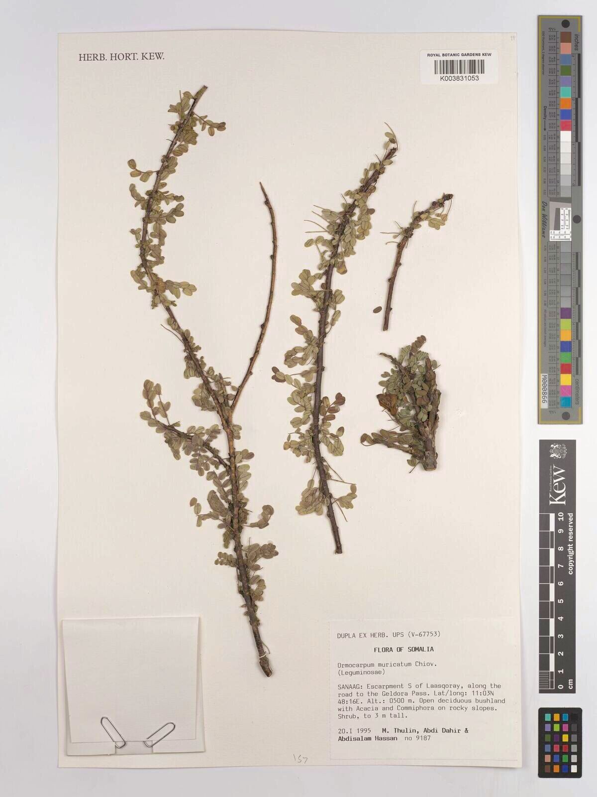 Ormocarpum muricatum — houseplant care guide