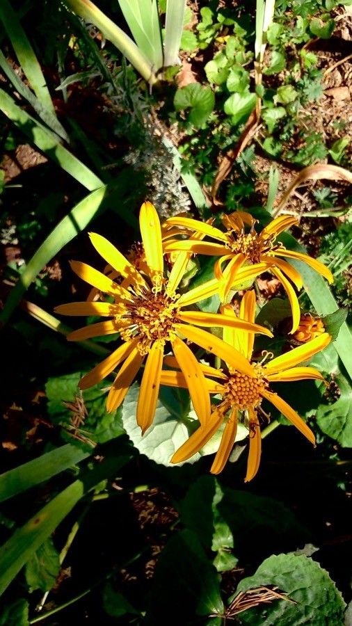 Ligularia dentata flower