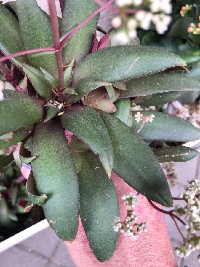 Crassula orbicularis leaf