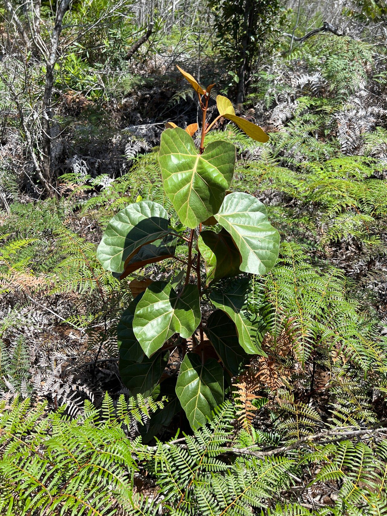 Maxwellia lepidota — search result for 'Adansonia'