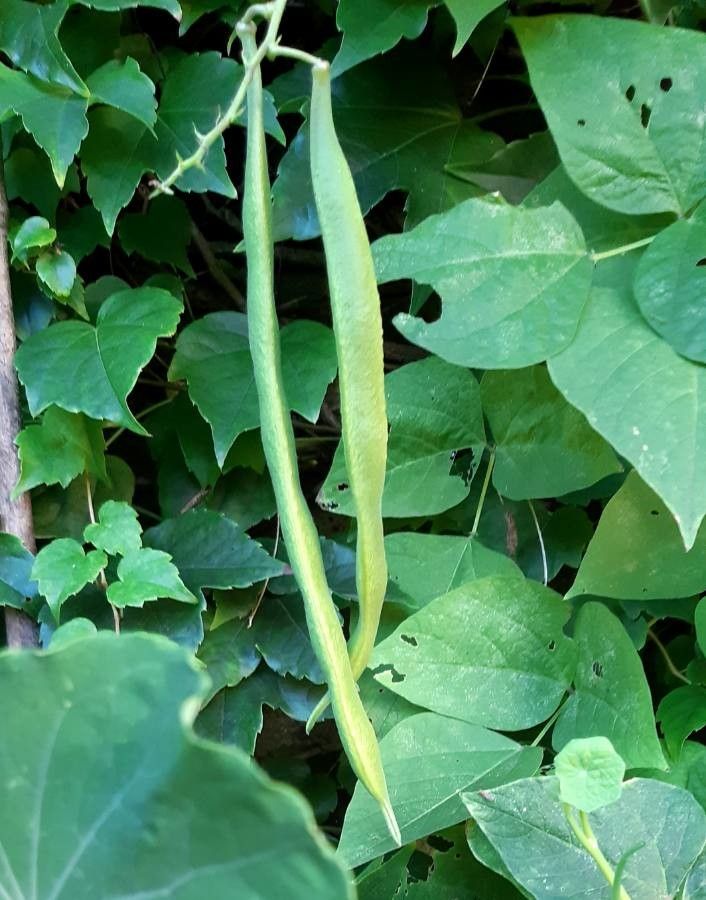 Phaseolus coccineus fruit