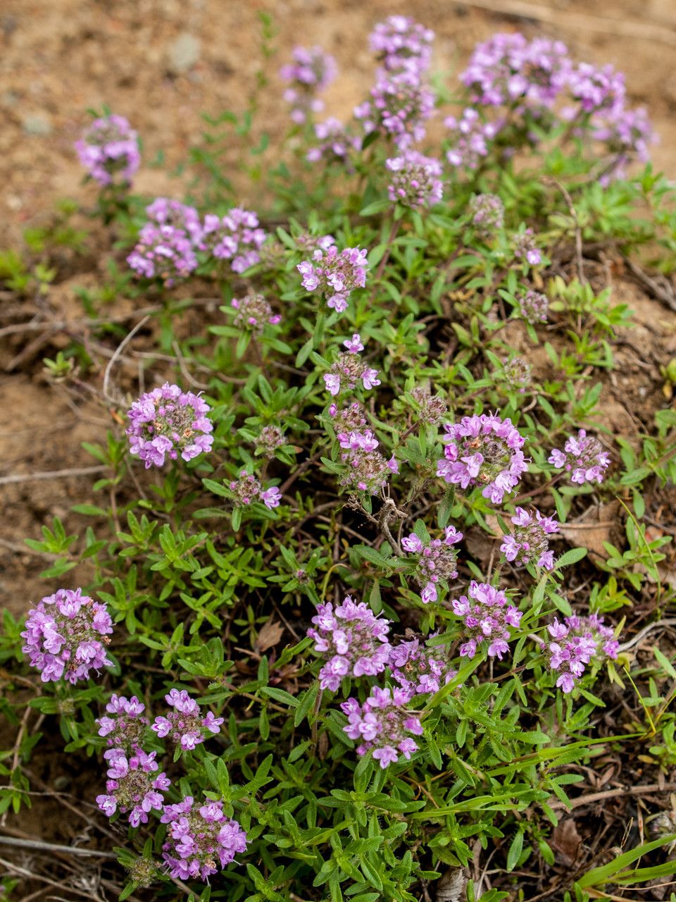 Thymus zygioides habit