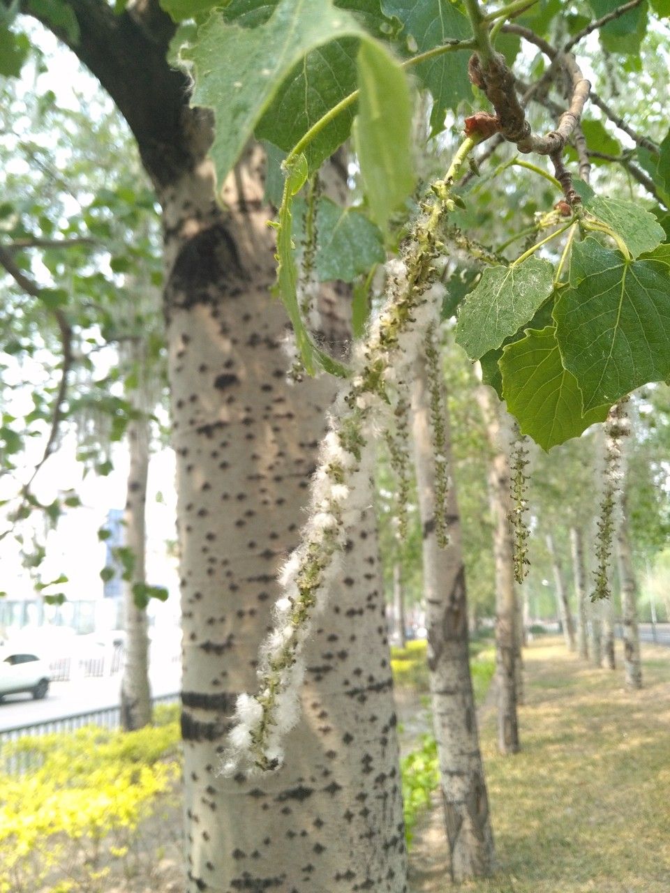 Populus × tomentosa flower