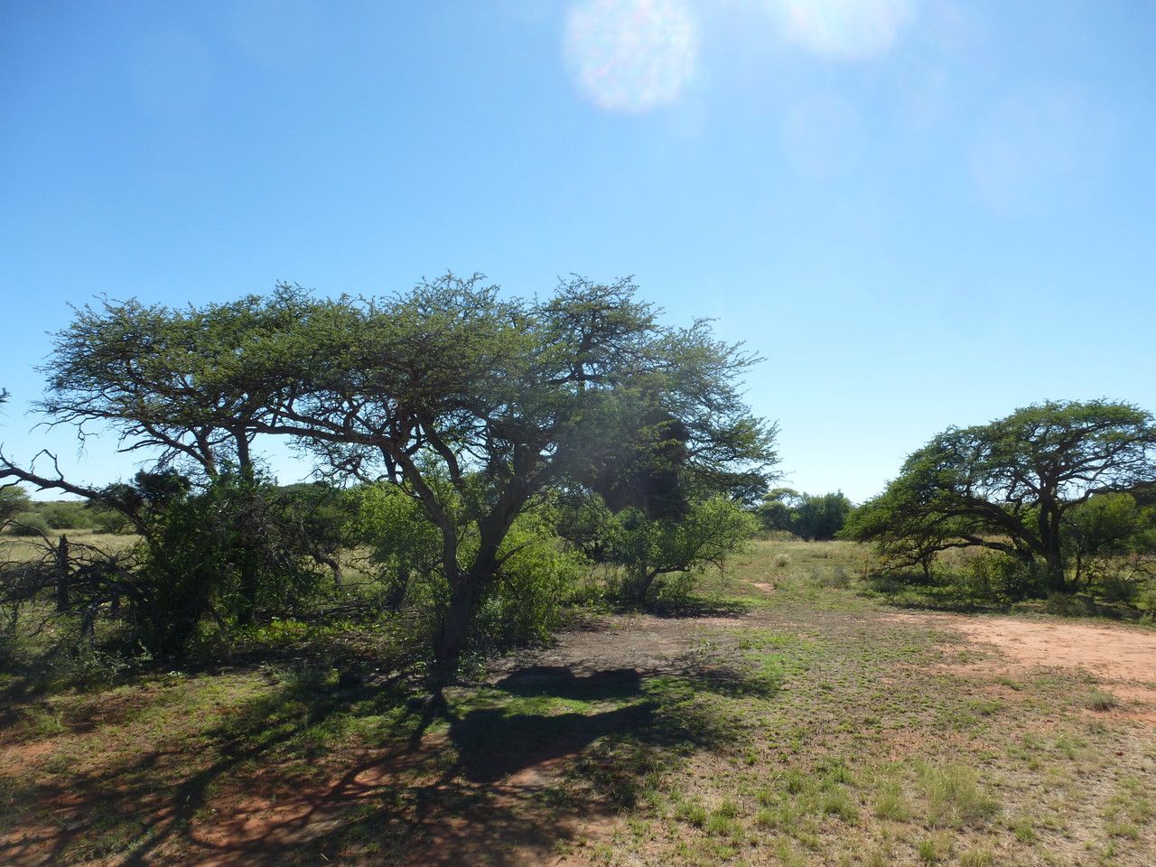 Acacia erioloba habit