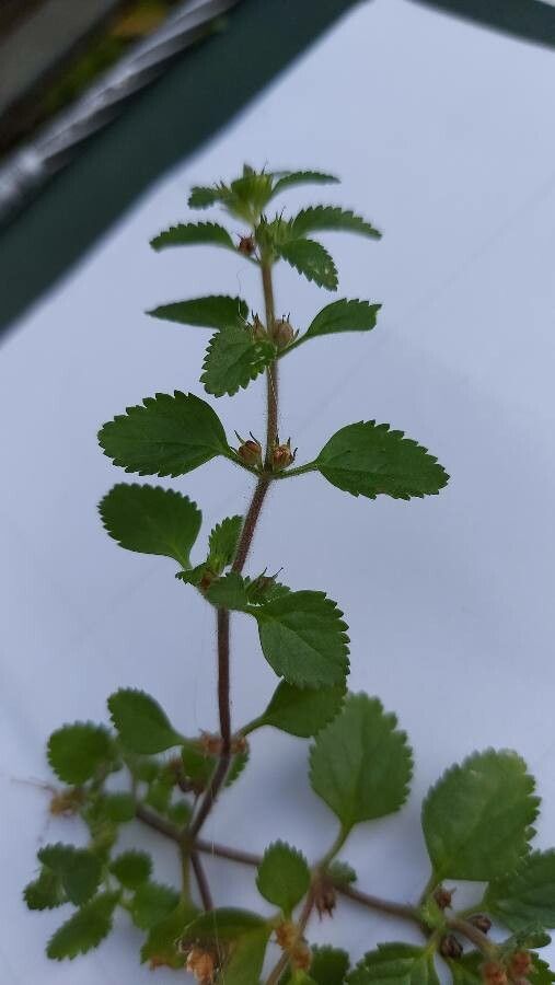 Stemodia verticillata fruit