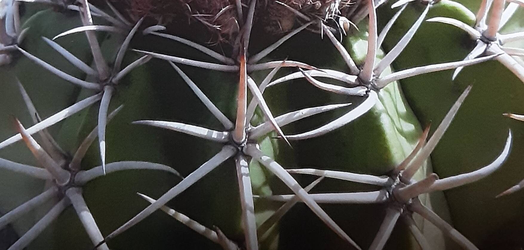 Melocactus lanssensianus — houseplant care guide