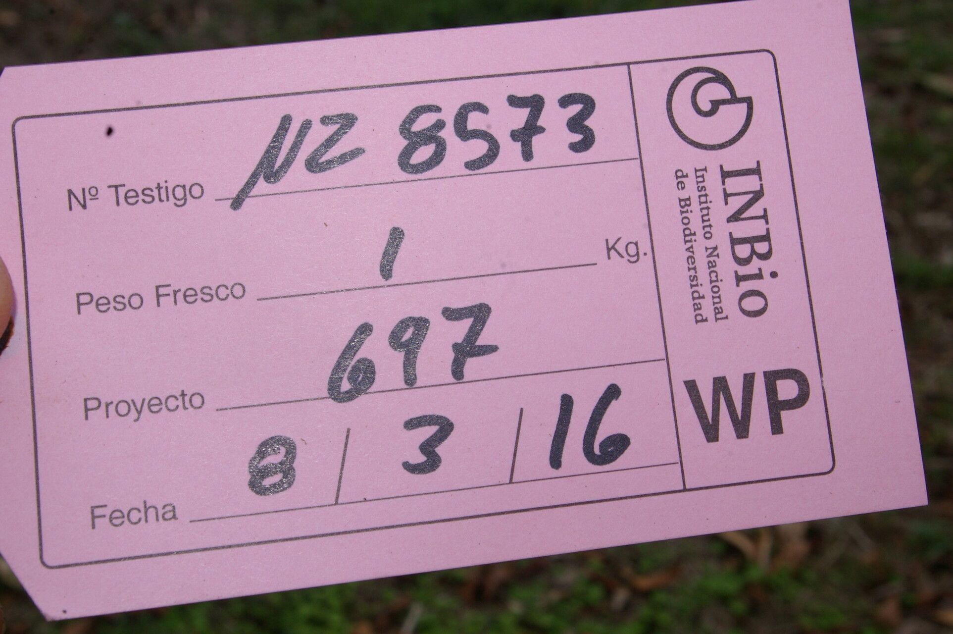 Cavendishia axillaris other