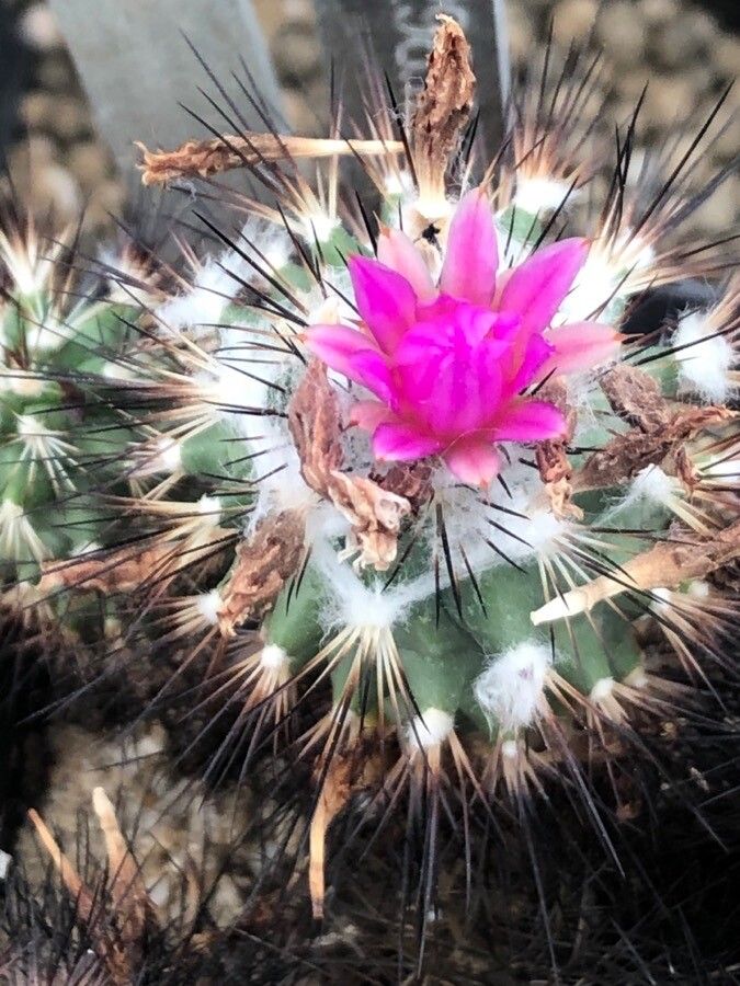 Turbinicarpus gielsdorfianus flower