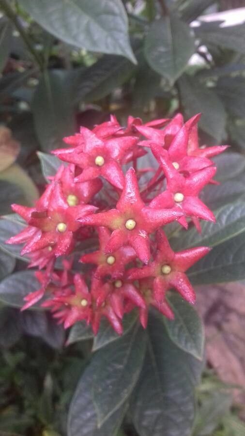 Clerodendrum indicum fruit