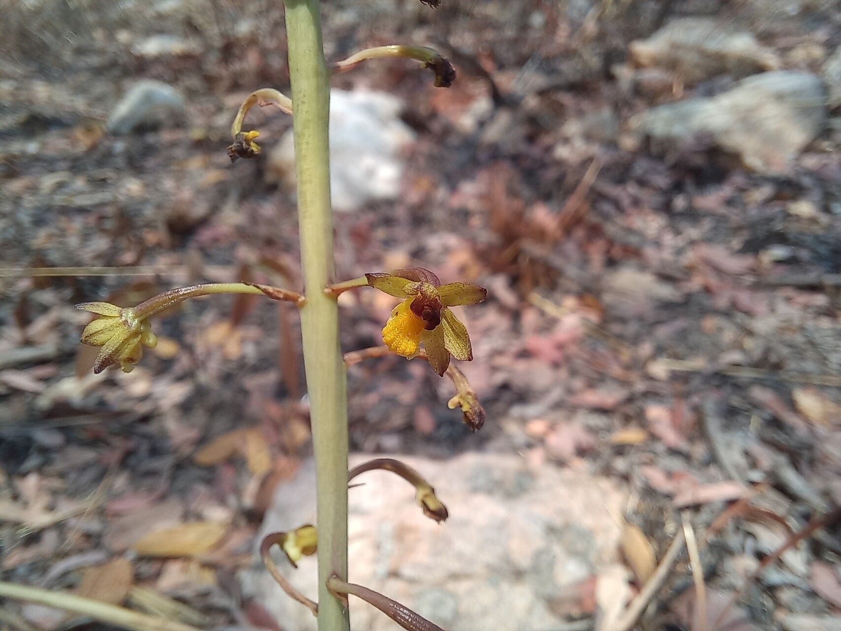 Eulophia parvula — houseplant care guide